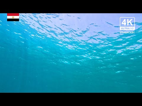 4K Red Sea Underwater Background | Seagull Hotel | Relaxing Ambient Wallpaper | 296