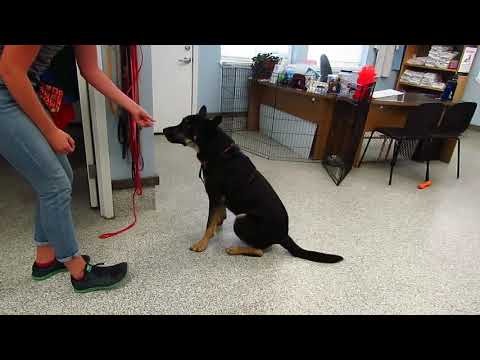 Luke, an adopted German Shepherd Dog & Rottweiler Mix in Hood River, OR_image-1