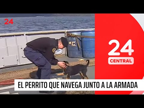 Ašáka: el perrito que navega por canales australes junto a la Armada  | 24 Horas TVN Chile