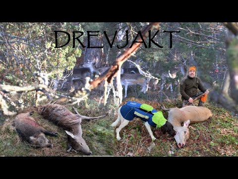 Drevjakt på dovhjort kronhjort och vildsvin - Driven hunt of fallow deer red deer and wild boar
