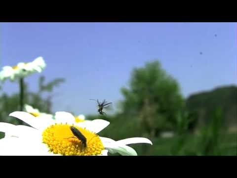 フランスギクに来た虫たち　高速度ビデオ