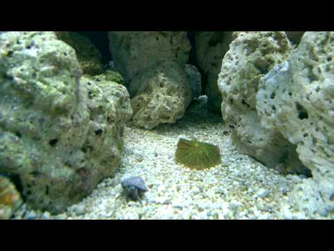 Eliminando algas verdes do reef com água oxigenada