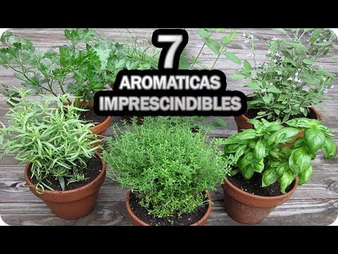 7 Aromáticas IMPRESCINDIBLES En El Huerto Urbano O Jardín || La Huertina De Toni