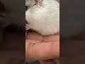 My Hamster Is Fat