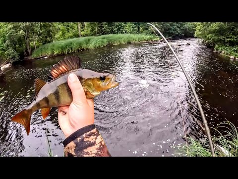 TAPAHTUMARIKAS ILTAPISTO JOELLE - AHVENTA, HAUKEA, KUHAA JA SÄYNETTÄ LIPALLA