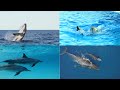 ABC Ocean Harmony Whale Dolphin Song For Kids Abcd Kids Learning English Animals Dolphin