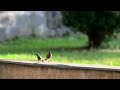 Wild birds playing - hungry bird #wildbirds #birds #nikonz9 #8kvideo #8k