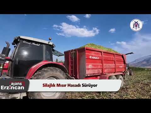 Silajlık Mısır Hasadı Sürüyor