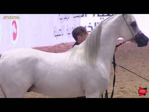 N 140 MARSAL AL SHAQAB   Salon du Cheval d'El Jadida class A show   7+ Years Old Stallions Class 10