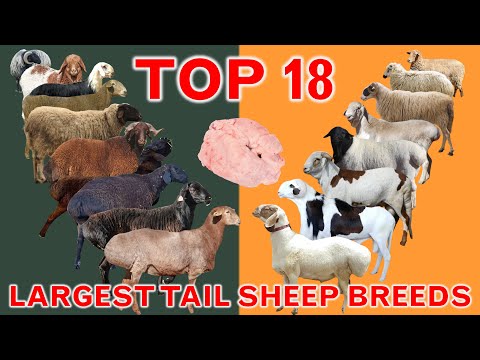 , title : 'Top 18 Largest Tail Sheep Breeds in the World | Fat-Tailed Rumped | Thin-Tailed | Country Best Sheep'