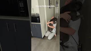 A Proper Staffy Hello 🤗