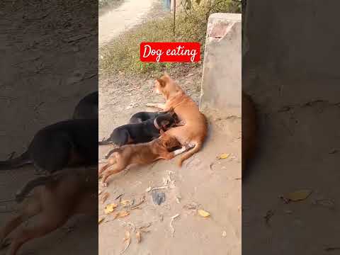 #dogs #foryou #tabassum