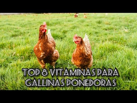 , title : '8 poderosas vitaminas para gallinas ponedoras .'