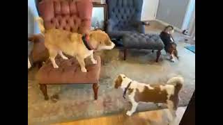 Video preview image #1 Basset Hound-Labrador Retriever Mix Puppy For Sale in Deepwater, NJ, USA