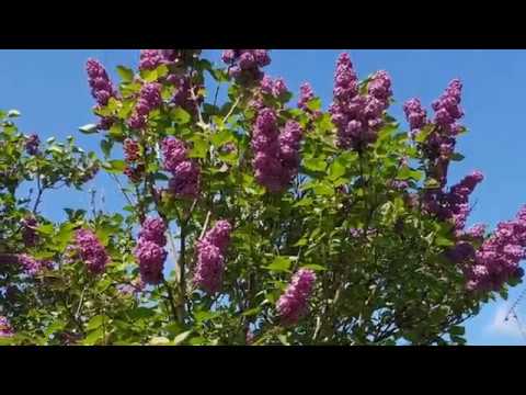 Symphonie confinée pour un être qui m'est cher