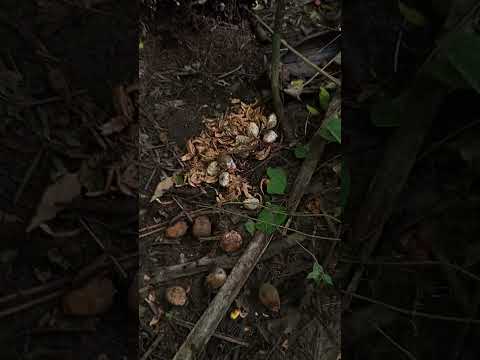 mi gente que animalito come está fruta saludos desde cabuyaro meta #apoyo #yosoydelos7mil #seguimi