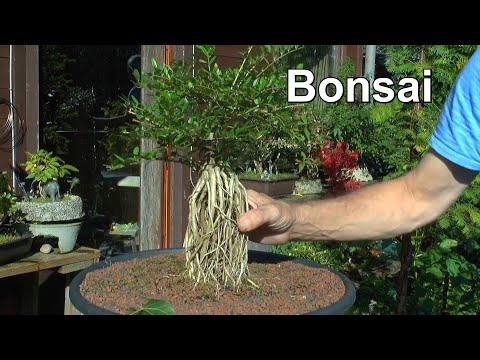 Bonsai im September mit Detlef Römisch und jetzt an den Winter denken