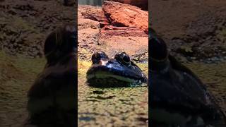 LovelyFrog❤️🐸 #Frog #Frogs ##snake #zoo #aquarium #frogfish #lake #cute #animals #animal #grenouille