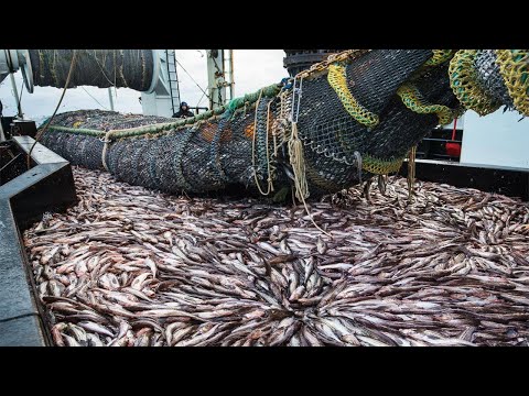 Life On Largest Midwater Trawl Vessel - Fishing trip on trawler the High Sea