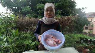 Download lagu Cara Mudah Buat Pekasam Ikan Tilapia - Bersih Dan Sedap mp3 Download lagu Cara Mudah Buat Pekasam Ikan Tilapia - Bersih Dan Sedap mp3