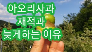 [사과재배]  아오리 사과 재적과 늦게하는이유