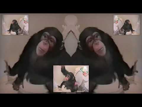 monkey falls into toilet. hilarity ensues.