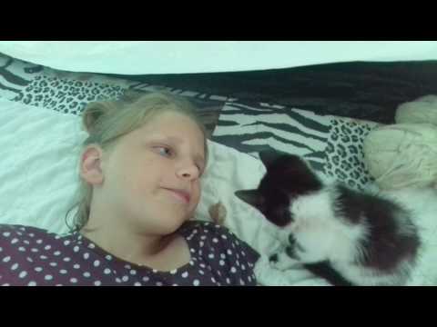 2017. gada 29. jūlijs