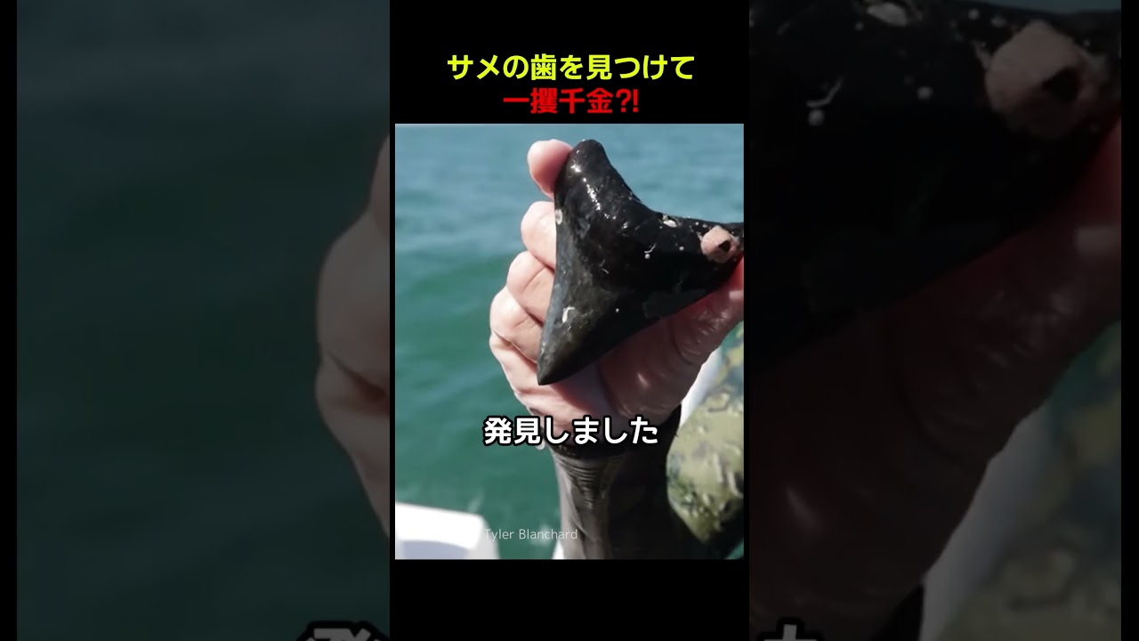 サメの歯を見つけて一攫千金？！