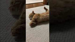ねこくんハウスのねこさんがめっちゃかわいい#Shorts