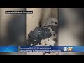 Officials Vandals Set Fires Threw Fireworks Into Toilets At Mansfield Park
