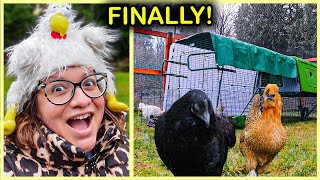 CRAZY Chicken Lady Creates DREAM Chicken Yard!