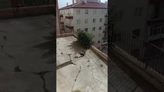 【海外動画】猫同士の喧嘩！！