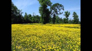 Put On Your Old Grey Bonnet