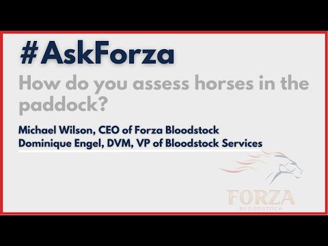 How To Assess Horses in the Paddock