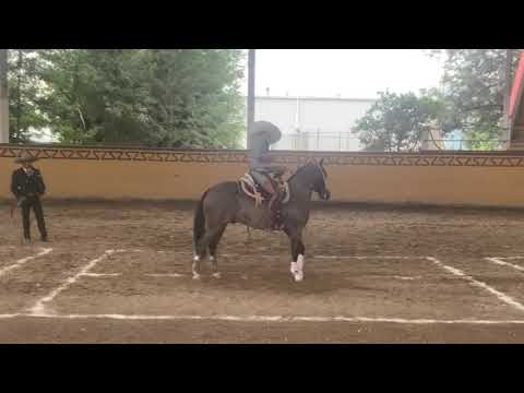 CG SUEÑO CALADO POR CUCO RAYA SEGUNDO LUGAR CALADERO DE CHARROS DE ACERO