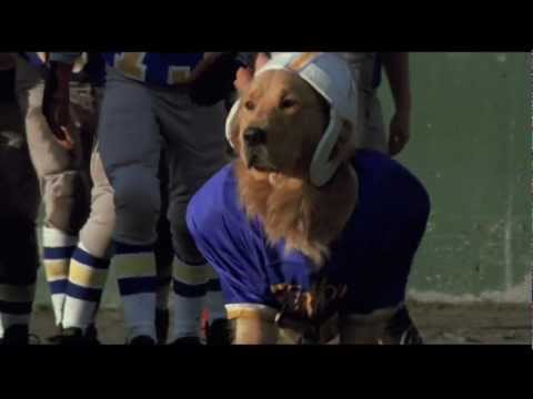 Air Bud scores a touchdown!