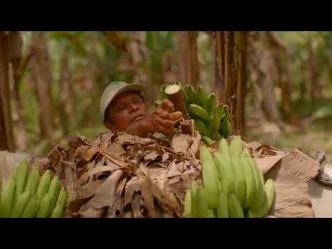 Tibor Levay - Costa Rica Banana