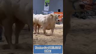 Download lagu kontes sapi Belgian blue #suksesternaksapi #cow #peternak mp3