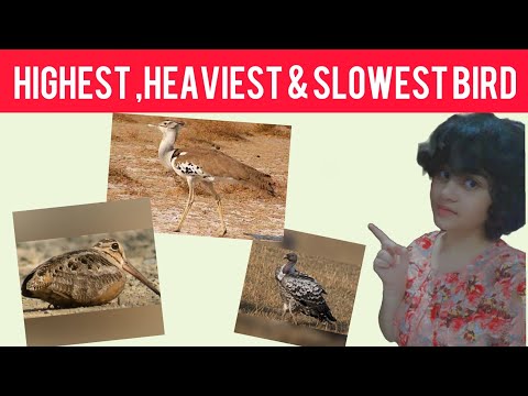 Heaviest,Highest & slowest flying bird | Navita's thoughts and amazing facts