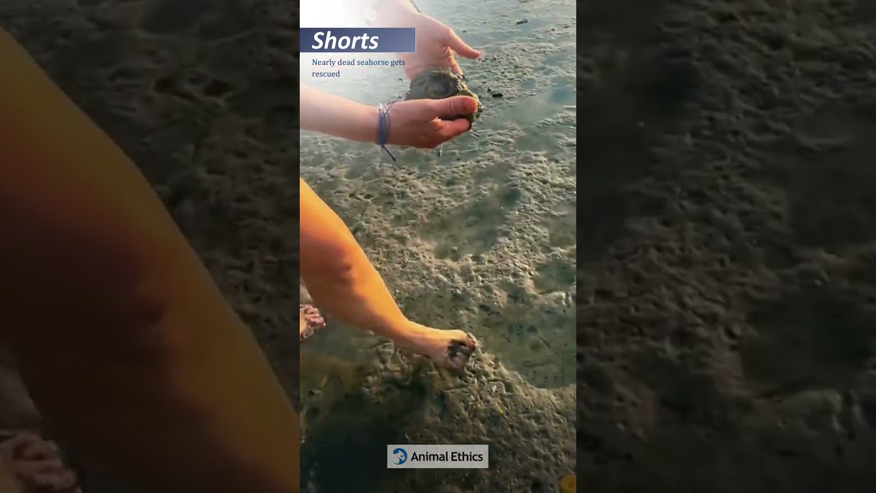 Seahorse gets rescued