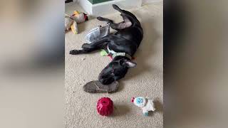 Video preview image #1 Labrador Retriever-Unknown Mix Puppy For Sale in Washington, DC, USA