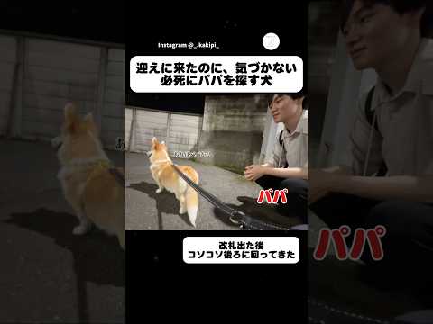 迎えに来たのに、パパに気づかない犬　#コーギー　#犬　#面白い #かわいい犬 #犬のいる暮らし