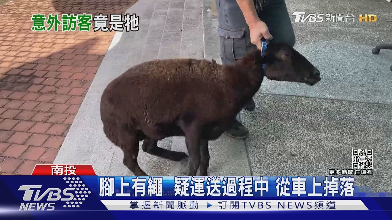 羊咩咩直奔派出所「投案」 是母羊已懷孕