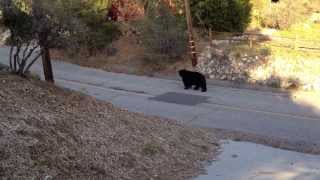preview picture of video 'Black Bear in Pine Mountain Club, CA'