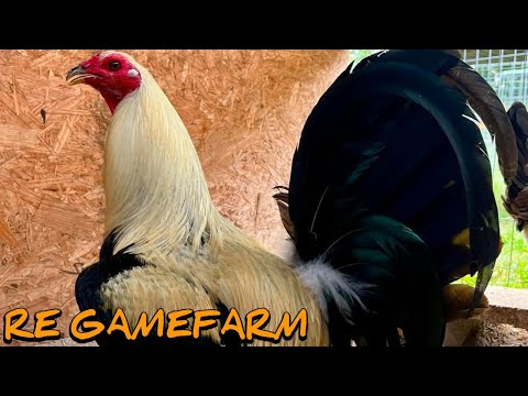 Grey Yellow leg hatch Albany - RE FARM