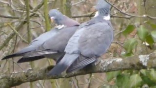 Liebesspiel der Tauben, beim Garten start up