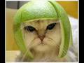 We Will Rock You Cat Style 