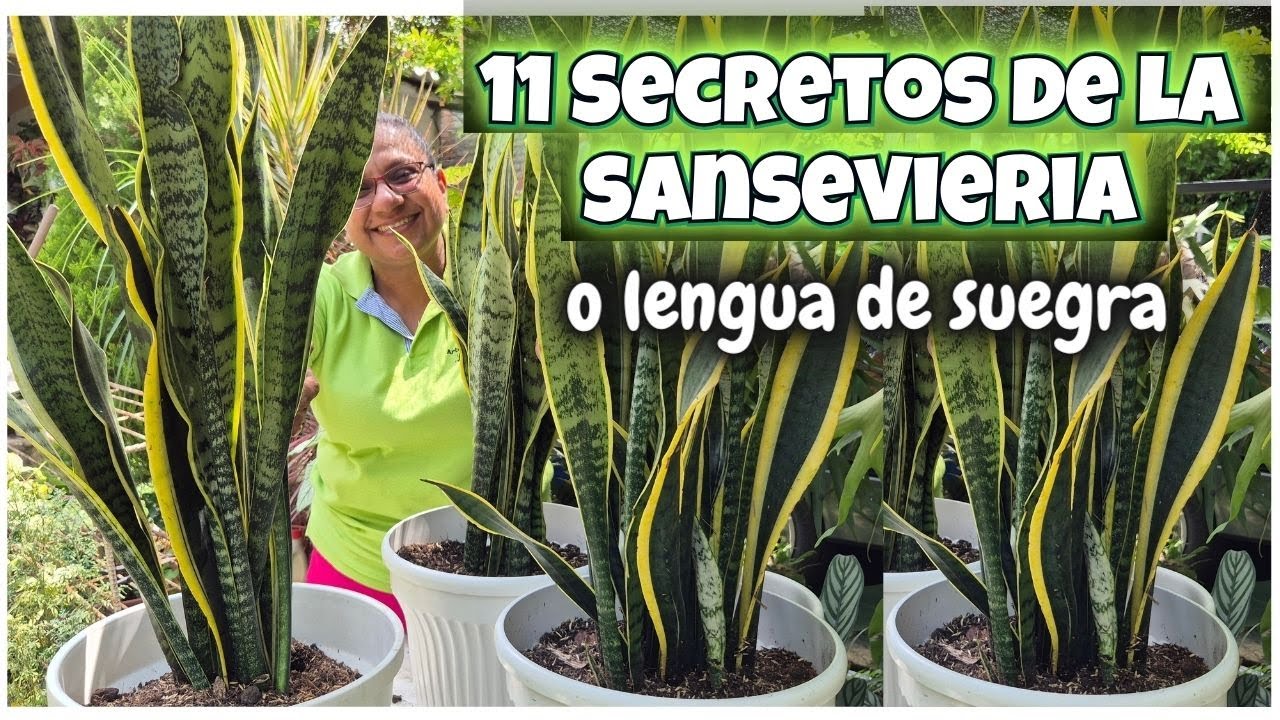 😍SECRETOS QUE DEBES SABER DE LA SANSEVIERIA o lengua de suegra planta ideal para ti/Liliana Muñoz