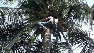 ANFGM Single Min  Laguna Phils Bro  Jojo&#39;s coconut tree climbing