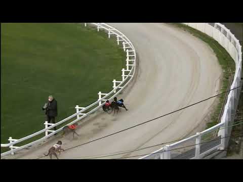 2021.05.07. – Kincsem Agárstadion Szezonnyitó Nagydíj  3. Futam S0 / 1. futam